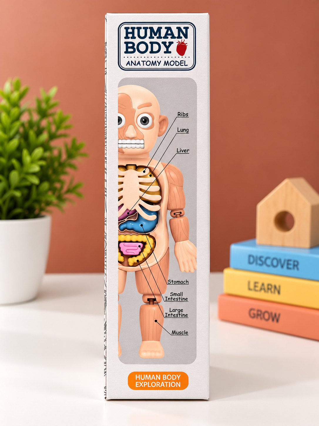 Human Body Anatomy Model – 21-Piece