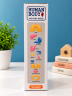 Human Body Anatomy Model – 21-Piece