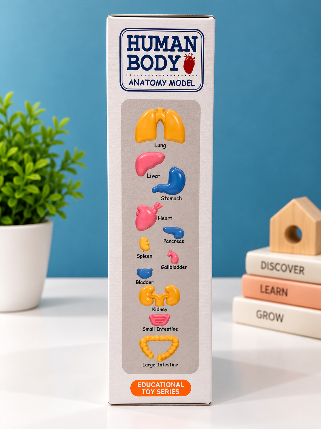 Human Body Anatomy Model – 21-Piece