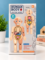 Human Body Anatomy Model – 21-Piece