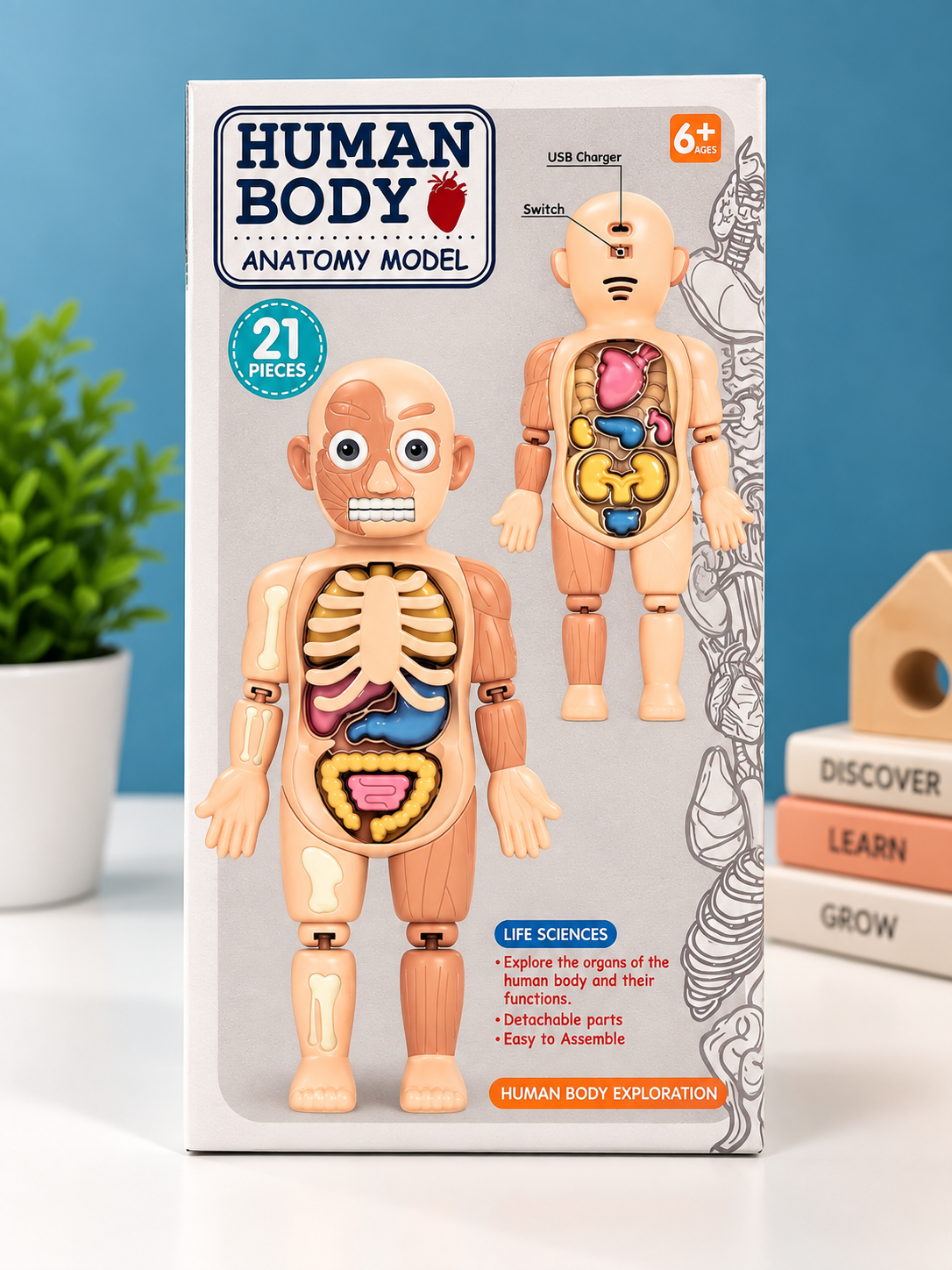 Human Body Anatomy Model – 21-Piece