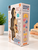 Human Body Anatomy Model – 21-Piece