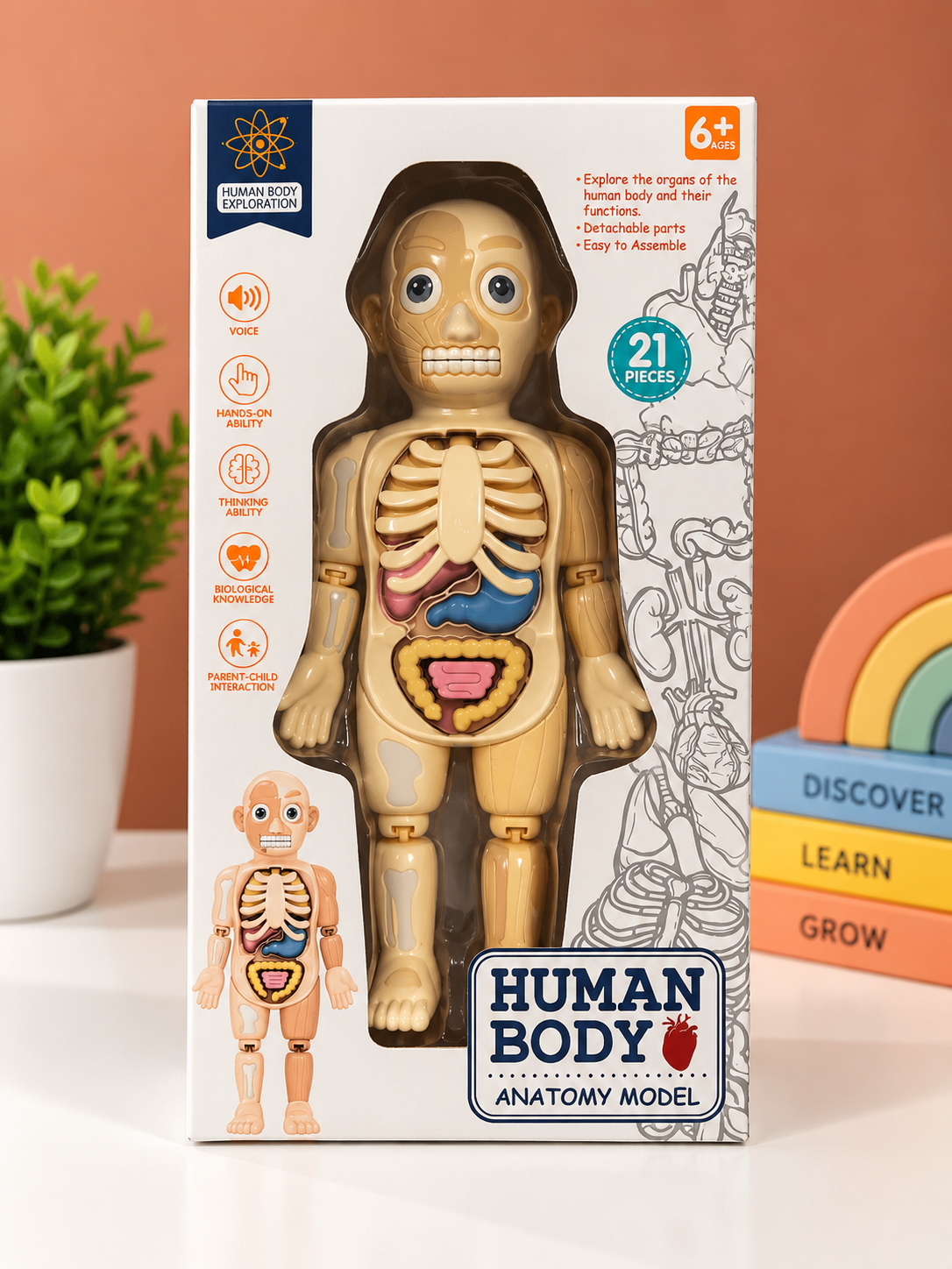 Human Body Anatomy Model – 21-Piece